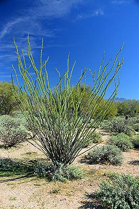 McDowell Mountain Regional Park, February 12, 2015